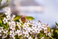 Close up of clusters of flowers blooming on a fruit tree branch in spring time, California; copy space on the upper side Royalty Free Stock Photo