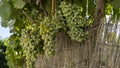 Close-up of clusters of green grapes