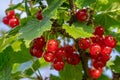 Close up of clusters of red currant berries growing in a shrub