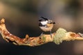 Close up of a Coal Tit Periparus ater on a lichen covered bran