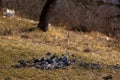Close-up coals from campfire on spring grass in mountains left by tourists Royalty Free Stock Photo