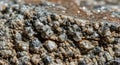Close-up of a coarse-grained rock surface featuring an aggregate of angular mineral Royalty Free Stock Photo