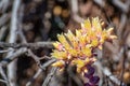 Close up of Coast dudleya Dudleya caespitosa Royalty Free Stock Photo