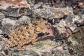 Close up of a Coast Horned Lizard Anota coronatum blending with a rocky terrain, Pinnacles National Park, California Royalty Free Stock Photo