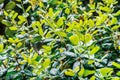 Close up of Coast Live Oak new leaves and inflorescence Quercus agrifolia, San Francisco Bay Area, California Royalty Free Stock Photo