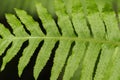 Close up of coastal woodfern Dryopteris arguta, California Royalty Free Stock Photo