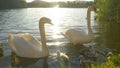 CLOSE UP: Cob and pen protecting offspring feeding by the lake shore at sunset. Royalty Free Stock Photo