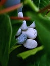 close-up Cobblestone and leaf