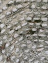 A close-up of a cobblestone path with fallen leaves.