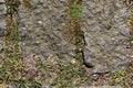 Close up of cobblestone roads and paths found in germany