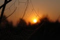 A close up of cobweb in dew drops at dawn. Wet spider web backlit by the rising sun in the early autumn morning Royalty Free Stock Photo