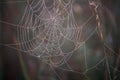 Close-up of a cobweb with dew drops hanging on the grass of a blooming meadow on a blurred background, selective focus Royalty Free Stock Photo