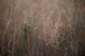 Close-up of a cobweb with dew drops hanging on the grass of a blooming meadow on a blurred background, selective focus Royalty Free Stock Photo