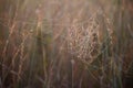 Close-up of a cobweb with dew drops hanging on the grass of a blooming meadow on a blurred background, selective focus Royalty Free Stock Photo