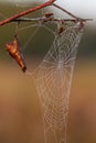 Close-up of a cobweb with dewdrops