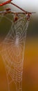 Close-up of a cobweb with dewdrops