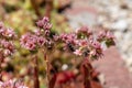 Close up of Cobweb Houseleek Sempervivum arachnoideum Royalty Free Stock Photo