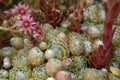 Close-up of cobwebbed houseleek plants and flowers. Royalty Free Stock Photo