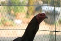 Close-up of cock head in the farm. Royalty Free Stock Photo
