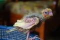 A cockatiel baby waiting for being fed