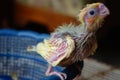 A cockatiel baby waiting for being fed