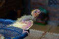 A cockatiel baby waiting for being fed