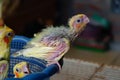 A cockatiel baby waiting for being fed