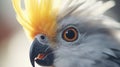 A close-up of a cockatiel\'s curious face as it gazes trustingly at its owner