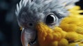 A close-up of a cockatiel\'s curious face as it gazes trustingly at its owner