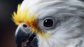 A close-up of a cockatiel\'s curious face as it gazes trustingly at its owner