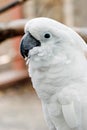 Close up of a cockatoo