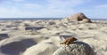 Cockchafer on a beach Royalty Free Stock Photo