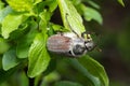 Close up of cockchafer (Melolontha melolontha) eating Royalty Free Stock Photo