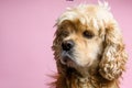 Close-up of cocker spaniel on a pink background Royalty Free Stock Photo