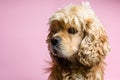 Close-up of cocker spaniel on a pink background Royalty Free Stock Photo