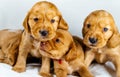 Close-Up cocker spaniel puppies dogs play on white cloth Royalty Free Stock Photo