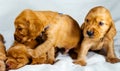 Close-Up cocker spaniel puppies dogs play on white cloth Royalty Free Stock Photo