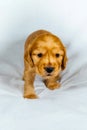 Close-up Cocker Spaniel puppy dog stand on white cloth Royalty Free Stock Photo