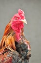 Close up Cockfight. Royalty Free Stock Photo