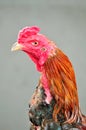 Close up Cockfight. Royalty Free Stock Photo