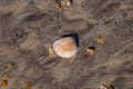 A beautiful coloured cockle shell on a beach in Cornwall Royalty Free Stock Photo