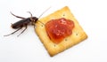 Close up cockroach on the Biscuit with red jam.Cockroach eating Biscuit on white background background.