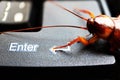 close up of cockroach, cockroach leg pressing keyboard button Enter