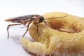 Cockroach eat donuts on a white background Royalty Free Stock Photo