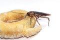 Cockroach eat donuts on a white background Royalty Free Stock Photo
