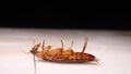 Close up of cockroach isolated on white background. closeup cockroach deceased. dead cockroach. american cockroach. health, hygien