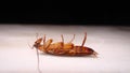 Close up of cockroach isolated on white background. closeup cockroach deceased. dead cockroach. american cockroach. health, hygien