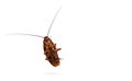 Close up cockroach isolated with white background