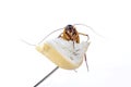 Close up of cockroach on a slice of bread white background Royalty Free Stock Photo