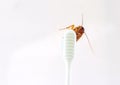 Cockroach on toothbrush isolated on white background Royalty Free Stock Photo